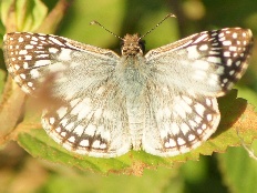 Asaphodes assata - Karierter Skipper